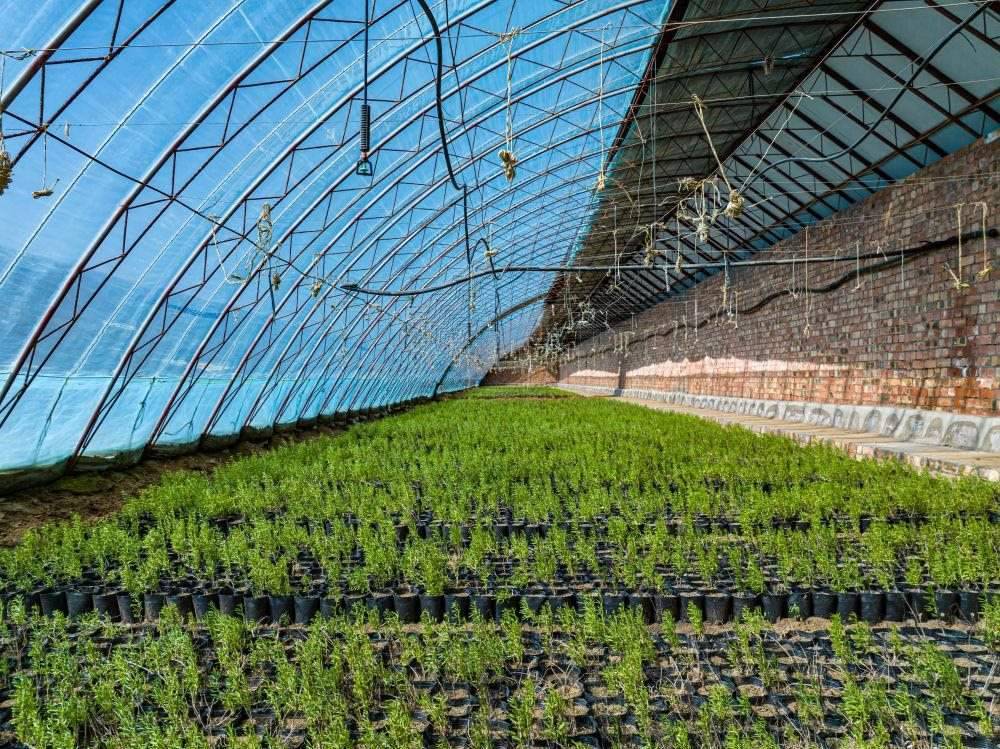 △內(nèi)蒙古一苗圃正在育苗。今年內(nèi)蒙古將投資2200萬(wàn)元保障“三北”工程種苗供應(yīng)，助力打好“三北”工程攻堅(jiān)戰(zhàn)。