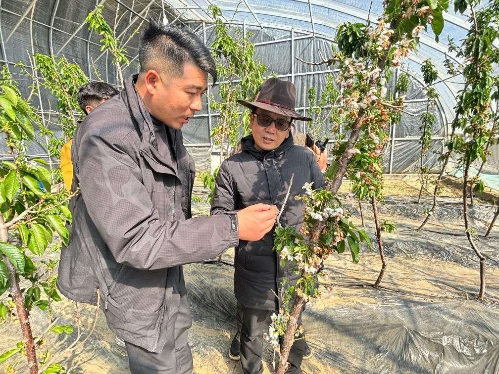 山東援藏小組及技術人員在大棚查看果蔬長勢。（受訪者供圖）