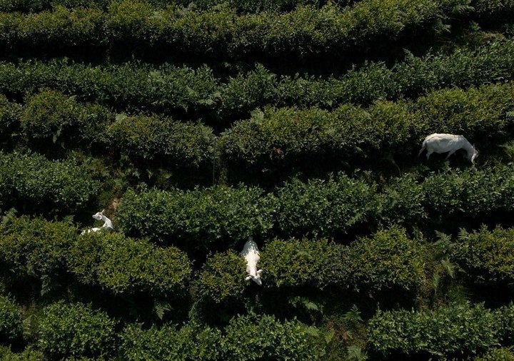 惠明茶園，養(yǎng)羊控草。供圖 共享聯(lián)盟·景寧