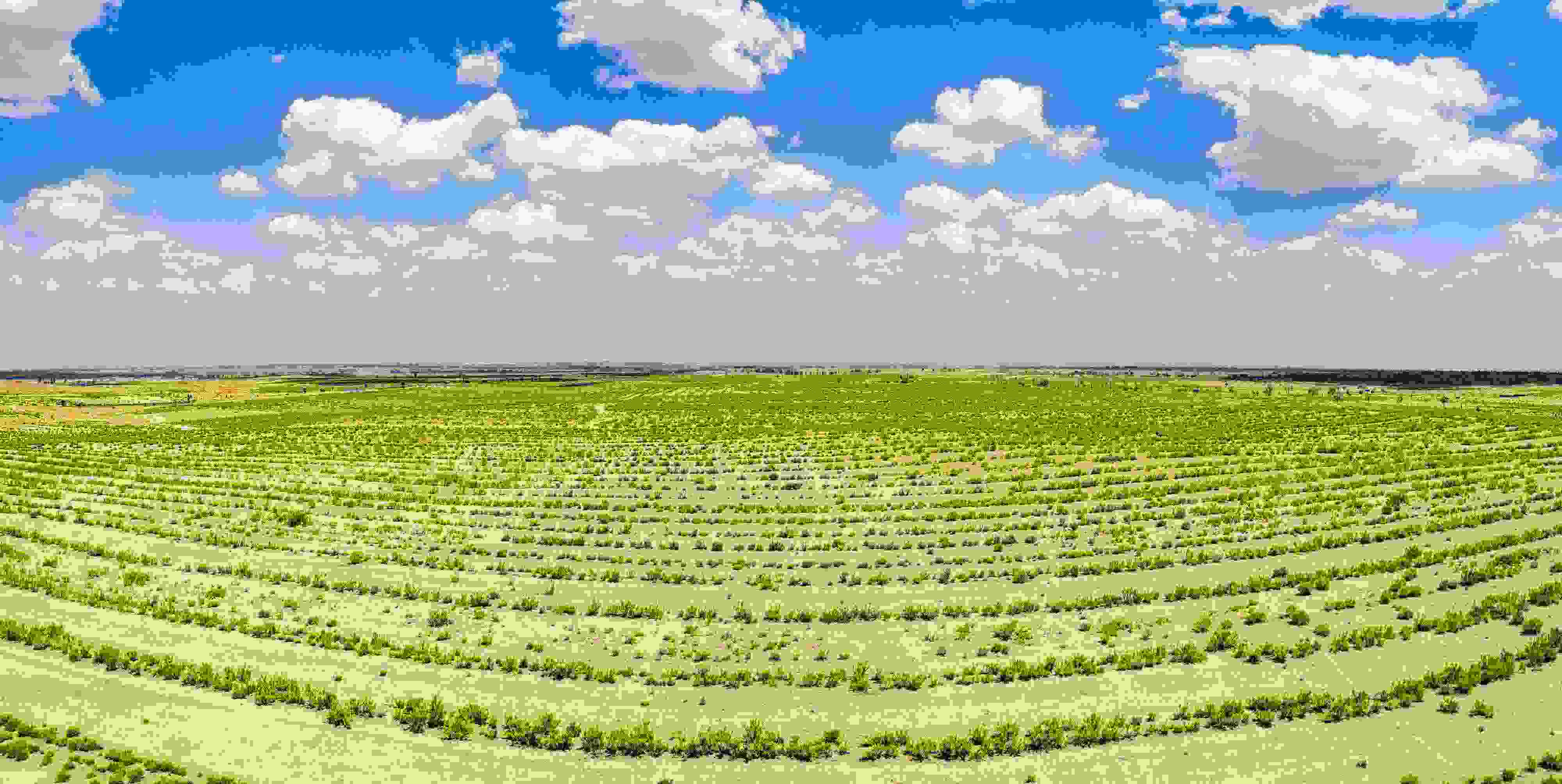 2023年6月7日，內(nèi)蒙古鄂爾多斯，毛烏素沙漠。