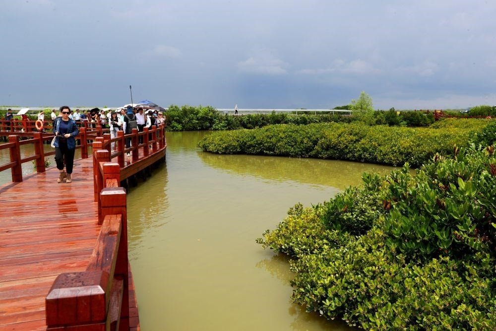 △2023年6月13日，人們?cè)趶V東湛江市麻章區(qū)金牛島觀賞紅樹(shù)林。