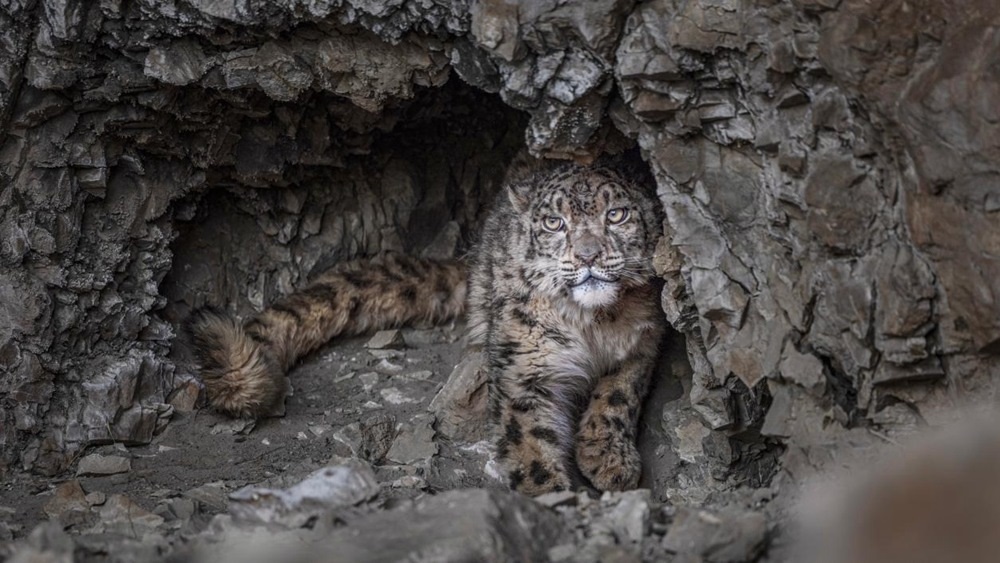 “高原精靈”雪豹。尼瑪多吉攝