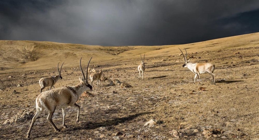 “高原精靈”藏羚羊。尼瑪多吉攝