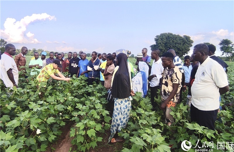 當(dāng)?shù)孛揶r(nóng)紛紛向中國專家學(xué)習(xí)技術(shù)。人民網(wǎng)記者 黃培昭攝