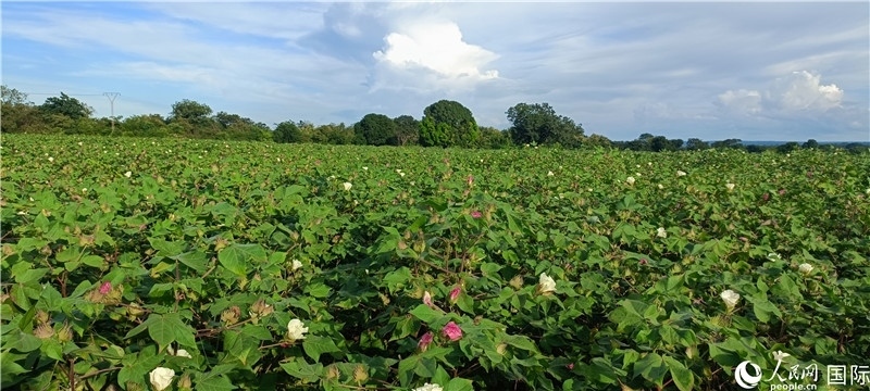 中國技術(shù)培養(yǎng)的當(dāng)?shù)孛藁ㄌ?。人民網(wǎng)記者 黃培昭攝