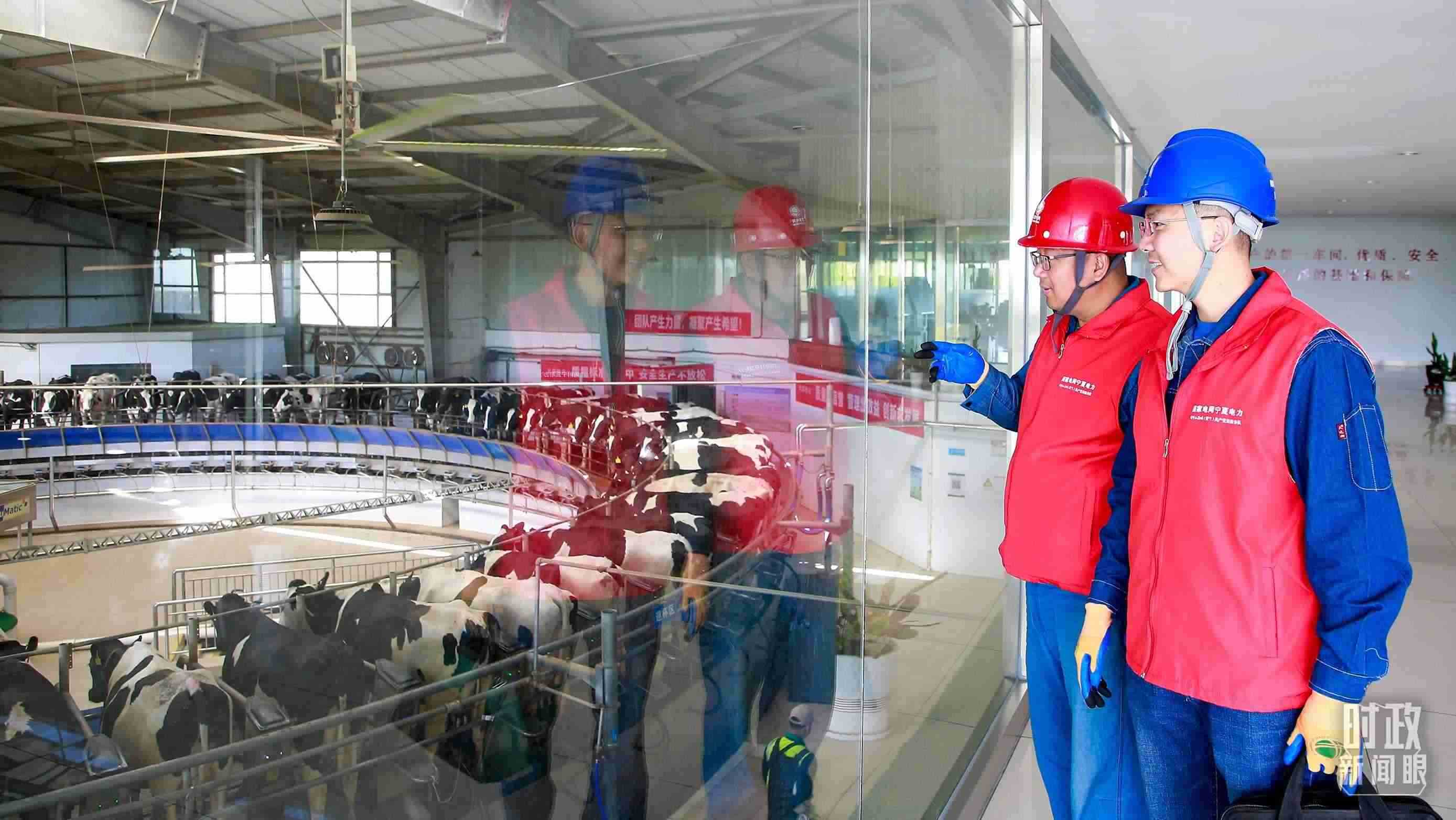  △寧夏銀川，電力員工深入奶牛養(yǎng)殖企業(yè)，助力數(shù)智化養(yǎng)殖。（圖/視覺中國）