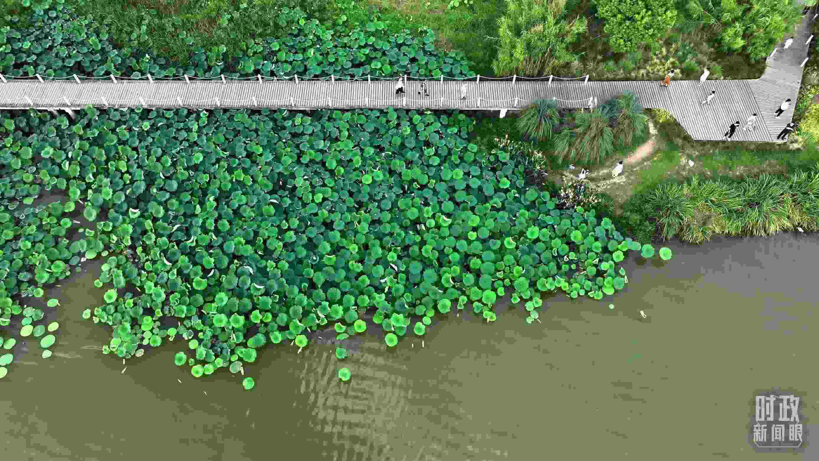 △陜西漢中天漢濕地公園內(nèi)，游人穿行，荷影婆娑。（總臺記者劉海濤拍攝）