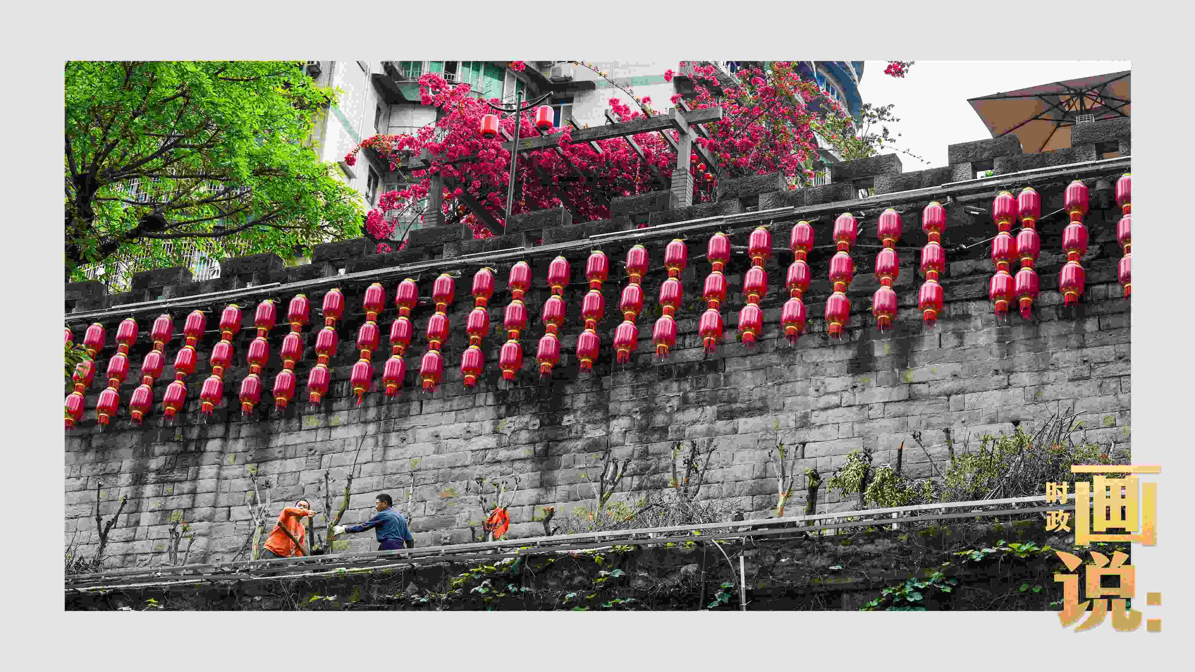 △盛放的三角梅下，園林工人修剪著古老通遠(yuǎn)門城墻上的一抹新綠。