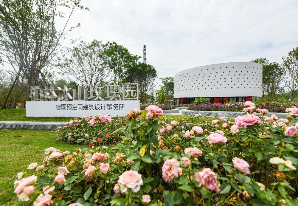 這是2024年4月22日拍攝的成都世園會(huì)主會(huì)場德國柏林冰山玫瑰園。新華社記者 王曦 攝