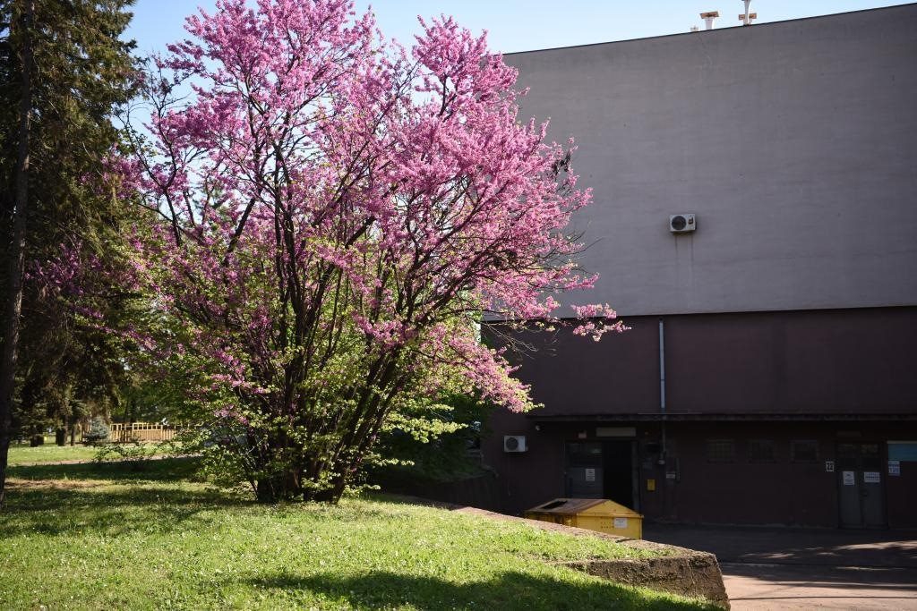 斯梅戴雷沃鋼廠里盛開的南歐紫荊花。