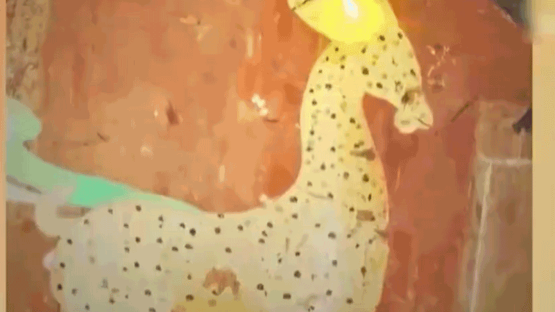 在全新技術(shù)支持下，敦煌莫高窟實(shí)現(xiàn)了窟內(nèi)文物窟外看的新體驗(yàn)。