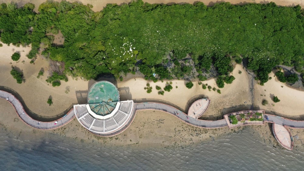 俯瞰廣東湛江市區(qū)海邊的紅樹林（2023年5月25日攝，無人機(jī)照片）。