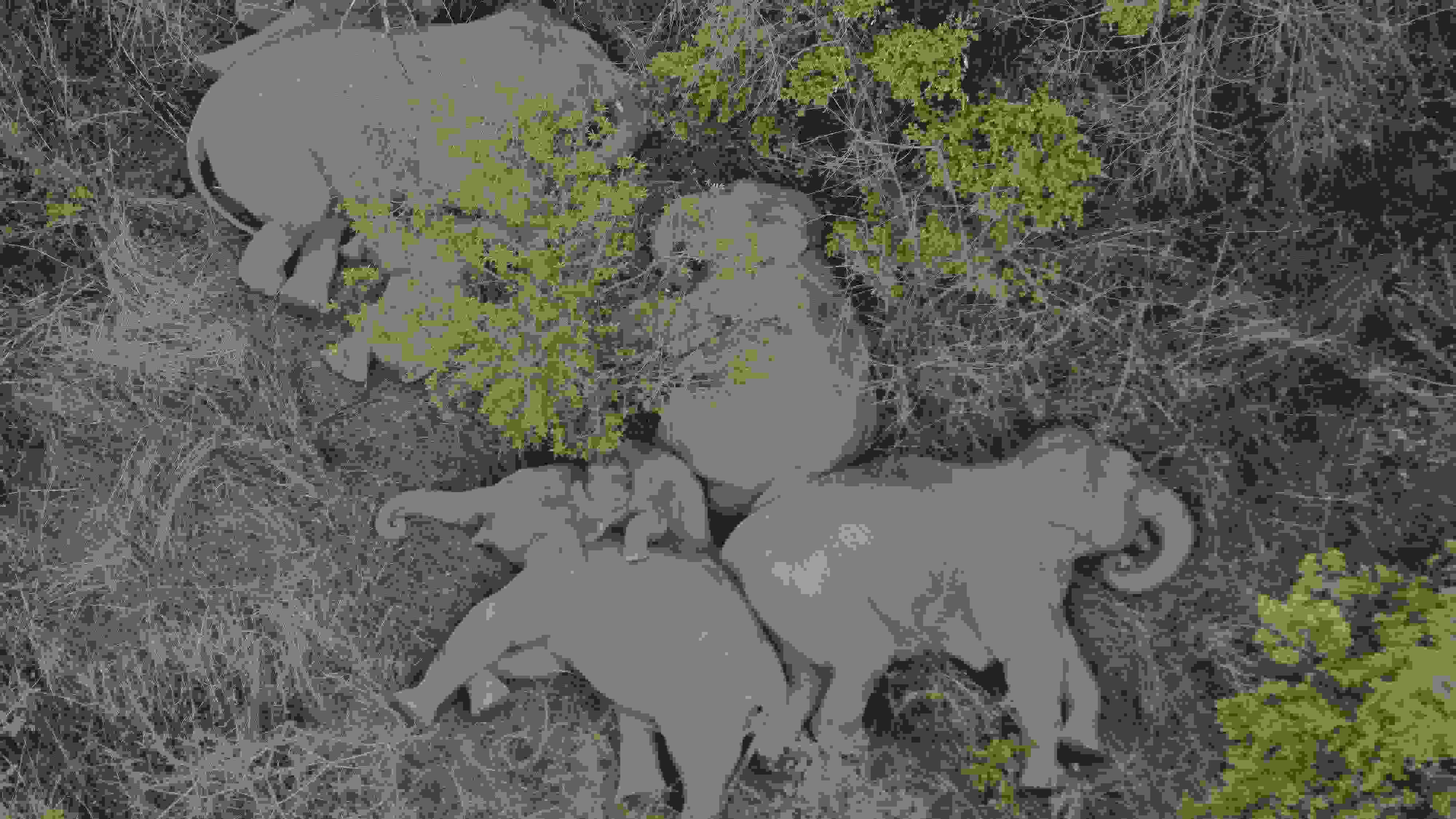 2021年6月7日，航拍顯示亞洲象群在云南省昆明市晉寧區(qū)夕陽鄉(xiāng)山林地里睡覺休息。