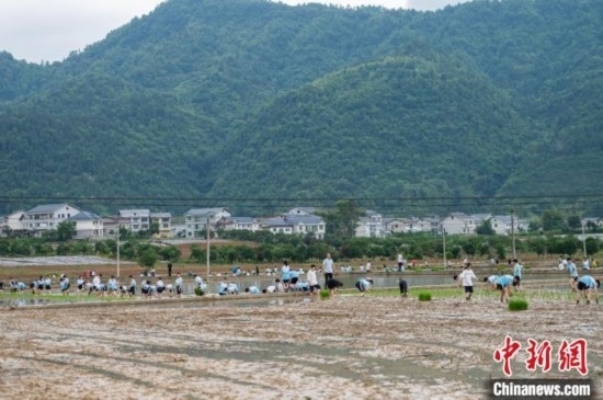 圖為5月21日，綏陽(yáng)縣旺草中學(xué)學(xué)生在旺草萬(wàn)畝大壩體驗(yàn)插秧。唐哲 攝