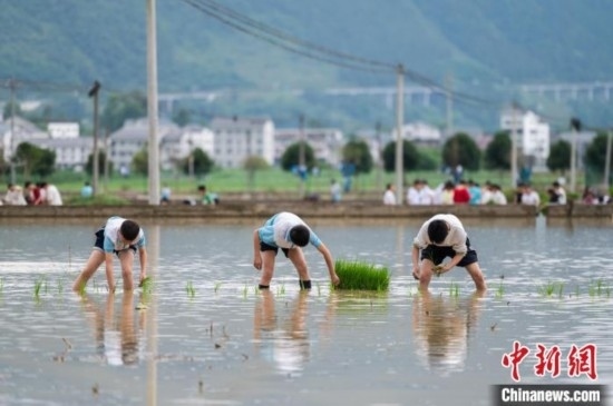 圖為5月21日，綏陽(yáng)縣旺草中學(xué)學(xué)生在旺草萬(wàn)畝大壩體驗(yàn)插秧。唐哲 攝