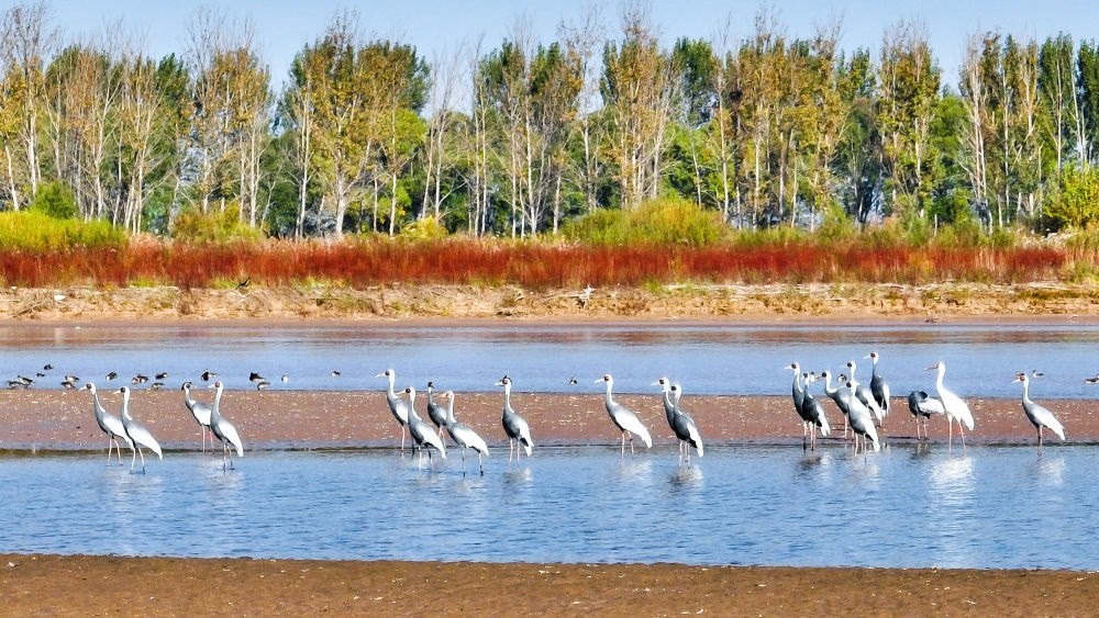 在山東黃河三角洲國家級自然保護(hù)區(qū)拍攝的白枕鶴（2022年10月18日攝）。新華社發(fā)（楊斌 攝）