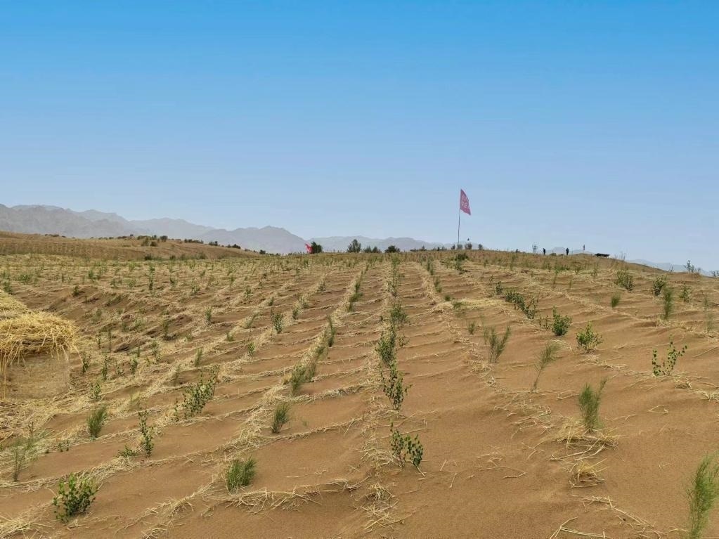 內(nèi)蒙古巴彥淖爾市杭錦后旗治沙新品種沙木蓼和四翅濱藜苗木示范區(qū)。新華社記者 李云平 攝