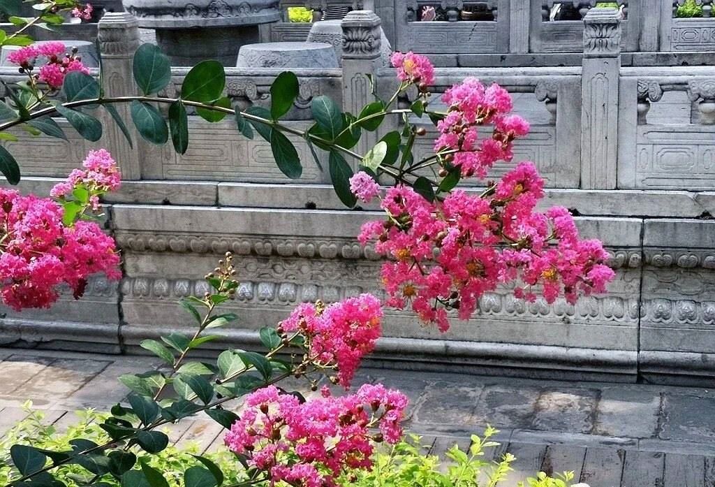 夏天的故宮一角。故宮博物院供圖