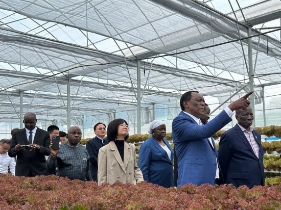 使節(jié)團(tuán)考察貴州省清鎮(zhèn)駱家橋蔬菜保供基地的無土栽培溫室。新華社記者 袁睿 攝