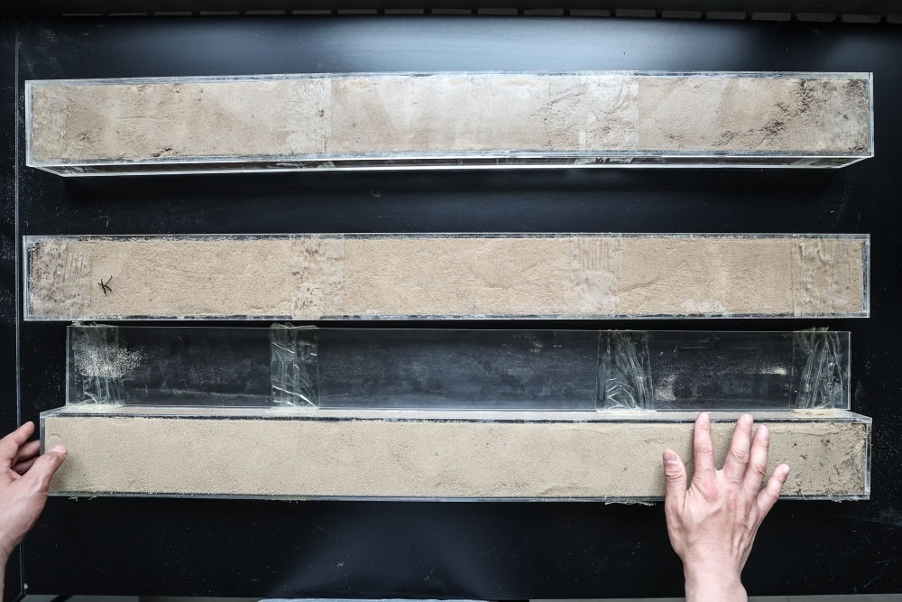 “草根博士”呂林有在遼寧省農(nóng)業(yè)科學(xué)院沙地治理與利用研究所章古臺(tái)基地實(shí)驗(yàn)室整理提取的沙地土壤剖面樣本（2024年5月30日攝）。新華社記者 潘昱龍 攝