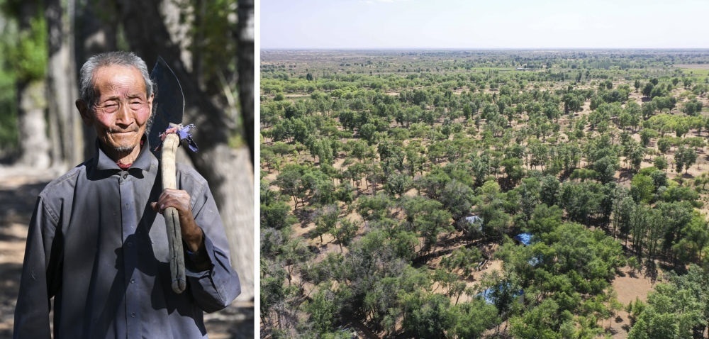 拼版照片：左圖為內(nèi)蒙古鄂托克前旗呼和陶勒蓋嘎查的牧民曹扎娃出門勞作（2023年6月14日攝）；右圖為曹扎娃的承包地（2023年6月14日攝，無人機(jī)照片）。20世紀(jì)80年代，在毛烏素沙地中，曹扎娃主動(dòng)承包了2300多畝沙地。這么多年來，曹扎娃堅(jiān)持種樹治沙，最終將沙地變成了林海。新華社記者 劉磊 攝