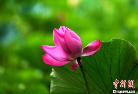 6月19日，時值一年畢業(yè)季，四川大學望江校區(qū)荷花池里的荷花盛開，成為了畢業(yè)生們的打卡圣地，吸引了眾多畢業(yè)生拍照留念。圖為盛開的荷花。中新社記者 安源 攝