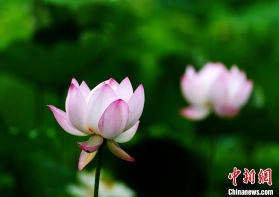 6月19日，時值一年畢業(yè)季，四川大學望江校區(qū)荷花池里的荷花盛開，成為了畢業(yè)生們的打卡圣地，吸引了眾多畢業(yè)生拍照留念。圖為盛開的荷花。中新社記者 安源 攝