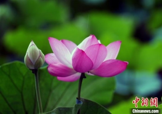 6月19日，時值一年畢業(yè)季，四川大學望江校區(qū)荷花池里的荷花盛開，成為了畢業(yè)生們的打卡圣地，吸引了眾多畢業(yè)生拍照留念。圖為盛開的荷花。中新社記者 安源 攝