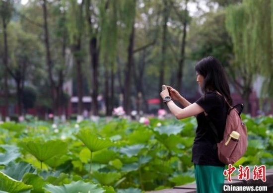 6月19日，時值一年畢業(yè)季，四川大學望江校區(qū)荷花池里的荷花盛開，成為了畢業(yè)生們的打卡圣地，吸引了眾多畢業(yè)生拍照留念。圖為畢業(yè)生在荷花池邊拍照留念。中新社記者 安源 攝