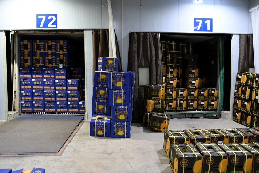 2023年9月12日在廣西憑祥友誼關(guān)口岸拍攝的等待通關(guān)的進(jìn)口榴蓮。新華社記者 曹祎銘 攝