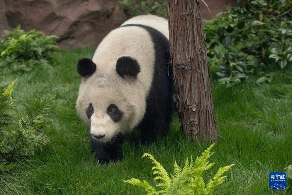 這是美國加利福尼亞州圣迭戈動物園7月19日發(fā)布的大熊貓“鑫寶”在動物園新家的照片。新華社發(fā)（圣迭戈動物園供圖）