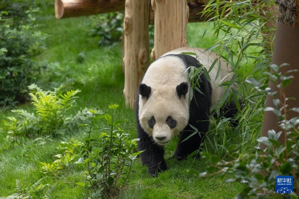 這是美國加利福尼亞州圣迭戈動物園7月19日發(fā)布的大熊貓“云川”在動物園新家的照片。新華社發(fā)（圣迭戈動物園供圖）