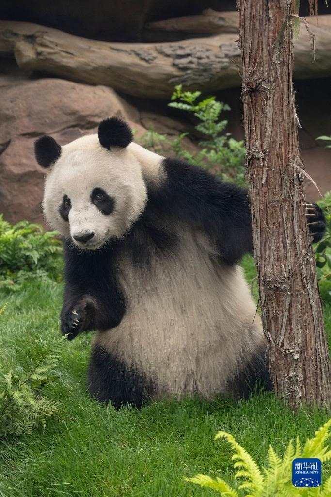 這是美國加利福尼亞州圣迭戈動物園7月19日發(fā)布的大熊貓“鑫寶”在動物園新家的照片。新華社發(fā)（圣迭戈動物園供圖）
