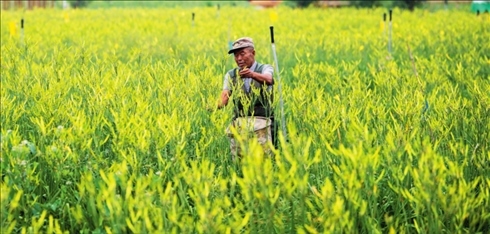 村民在位于山西省大同市云州區(qū)唐家堡村的大同黃花有機(jī)標(biāo)準(zhǔn)化種植基地內(nèi)采摘黃花（資料照片）楊晨光攝 / 本刊