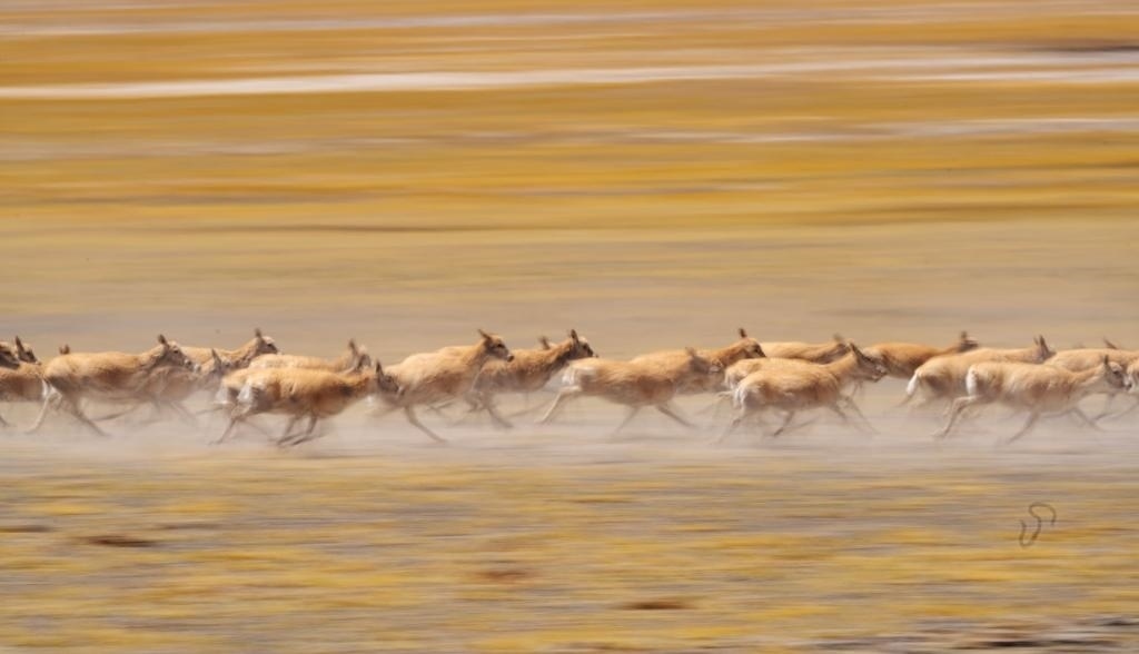2024年6月13日，在羌塘國家級自然保護區(qū)，遷徙中的藏羚羊奔跑起來。新華社記者費茂華攝