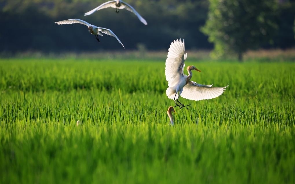 2023年8月7日，鷺鳥在山東省臨沂市郯城縣郯城街道水稻田間飛舞。新華社發(fā)（張春雷 攝）