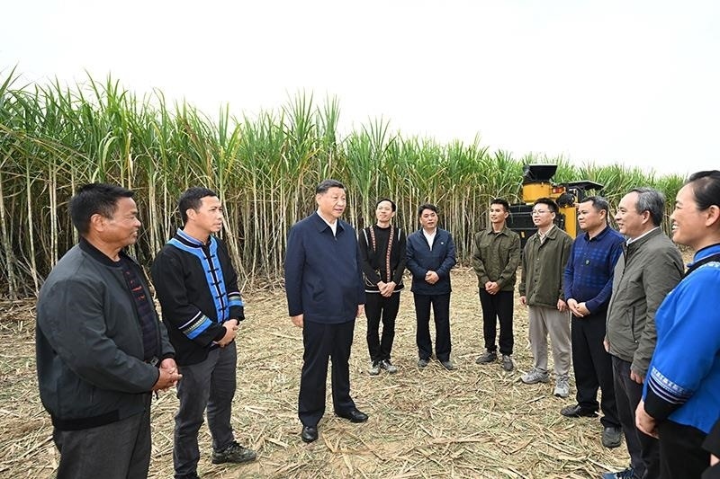 2023年12月14日，習近平總書記在廣西來賓市國家現(xiàn)代農(nóng)業(yè)產(chǎn)業(yè)園黃安優(yōu)質(zhì)“雙高”糖料蔗基地考察時，同蔗農(nóng)、農(nóng)機手和農(nóng)技人員親切交流。