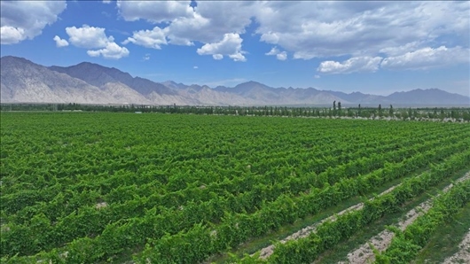 閩寧從荒蕪貧瘠的荒灘戈壁變成了如今的片片綠洲。