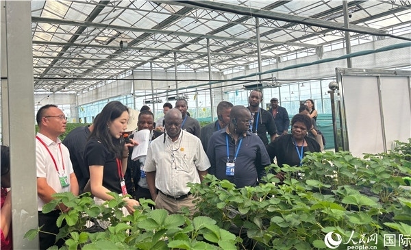 研討班成員在大棚中了解植物種植技術(shù)。人民網(wǎng) 曹欣悅攝