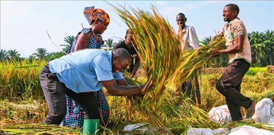 2018 年，中國農(nóng)業(yè)專家組在布隆迪布班扎省吉漢加縣設(shè)立首個水稻減貧示范村。圖為當(dāng)?shù)剞r(nóng)戶在稻田里給雜交水稻脫粒（2023 年 6 月 20 日攝） 韓旭攝 / 本刊