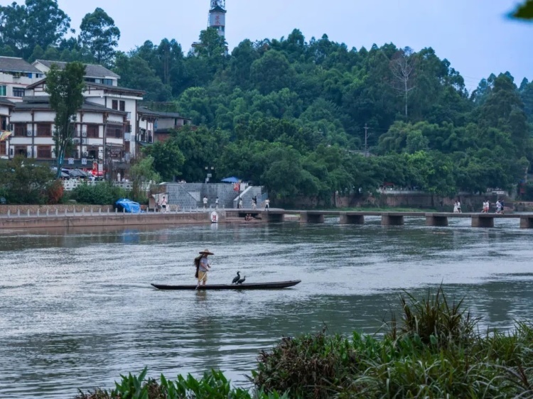 蘇稽古鎮(zhèn)的漁民在進行魚鷹捕魚表演。本報記者 伊霄攝