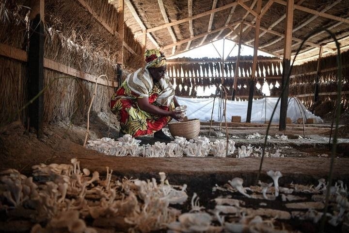 2024年2月6日，在中非共和國(guó)達(dá)馬拉，法蒂瑪在菇棚內(nèi)收獲菌草菇。2022年，法蒂瑪在聽(tīng)說(shuō)中國(guó)菌草專家在班吉傳授技術(shù)后主動(dòng)前往學(xué)習(xí)，從一間小菌棚起步，逐漸擴(kuò)大為如今小有名氣的合作社。新華社記者 韓旭 攝