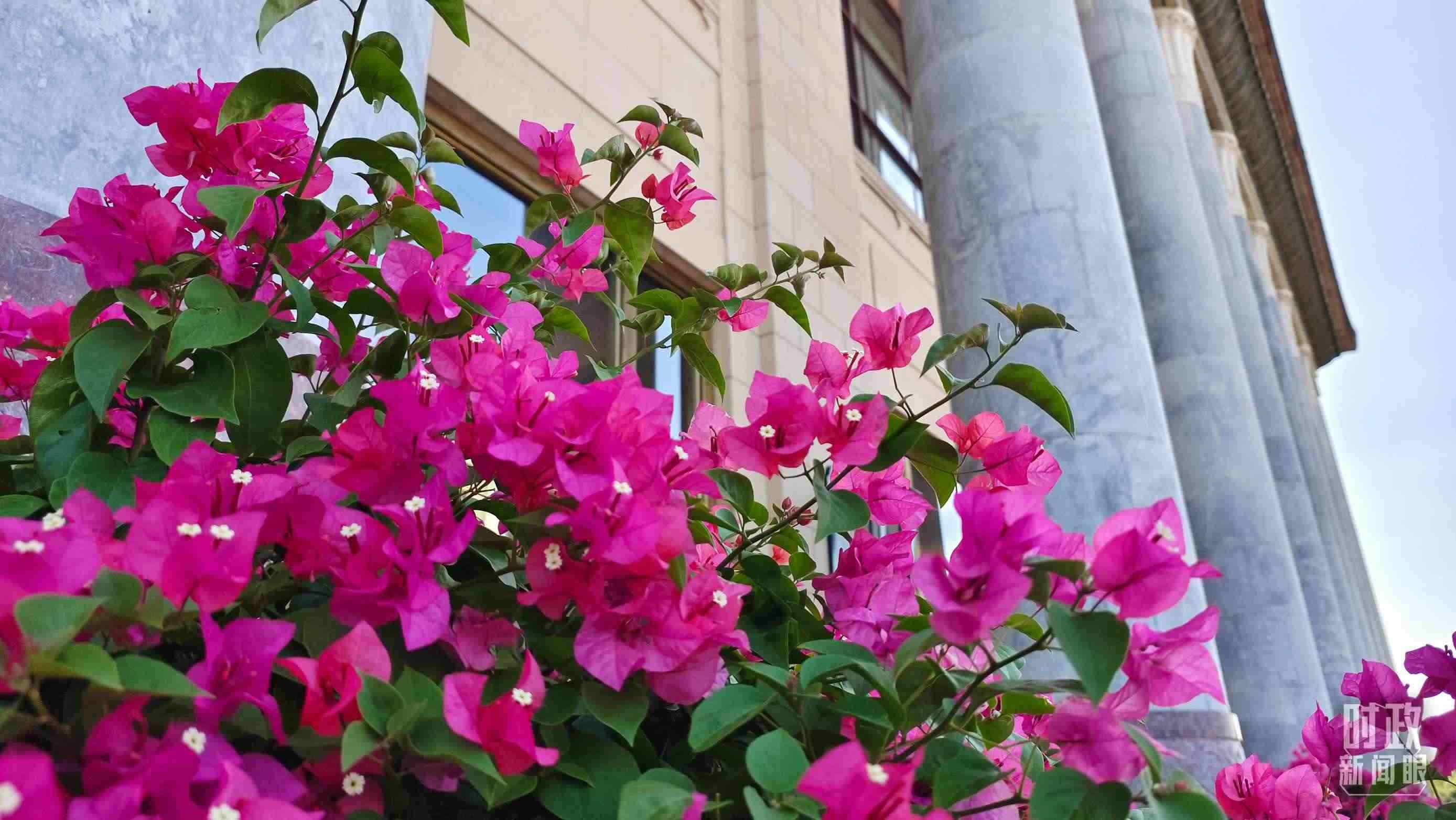 △人民大會(huì)堂外花團(tuán)錦簇。（總臺(tái)央視記者韓銳拍攝）