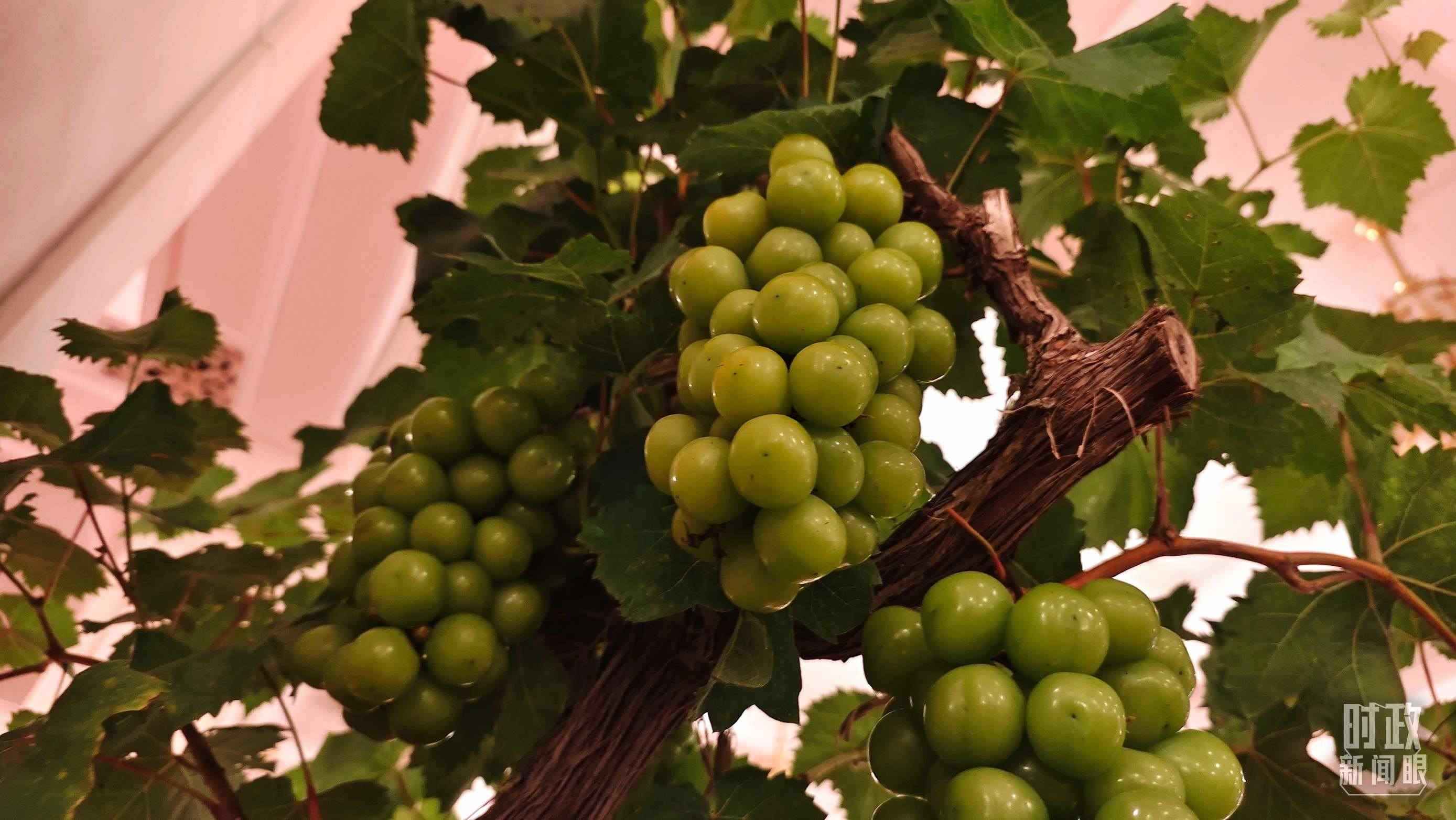  △人民大會堂的盆景，碩果累累。（總臺央視記者韓銳拍攝）