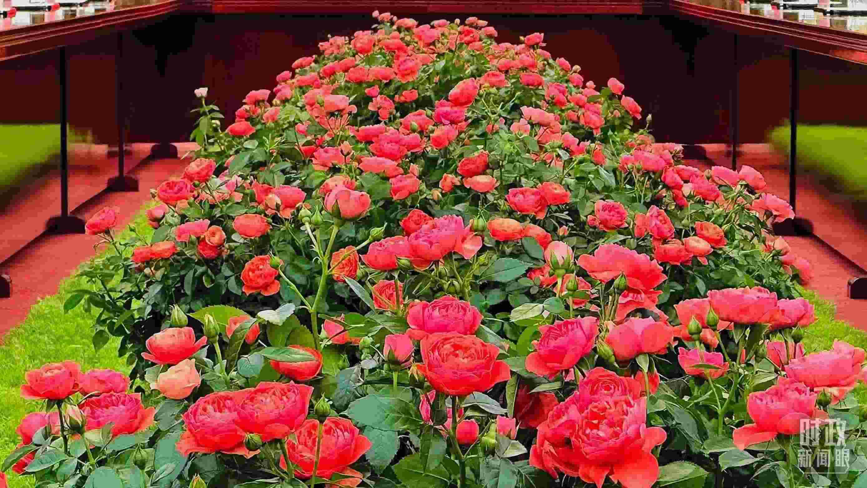 東大廳會談桌中間擺放的紅果汁月季，象征著蓬勃與堅韌。（總臺央視記者范一鳴拍攝）