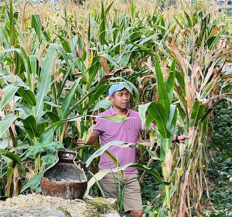 不是攀登石林高臺，就是鉆入玉米莊稼地，吉爾吉斯斯坦《自由之山報(bào)》總編輯納拉雷·阿桑巴耶夫“身手不凡”，與生長旺盛的玉米構(gòu)成了花茂村的鄉(xiāng)間野趣。（張亞欣攝）