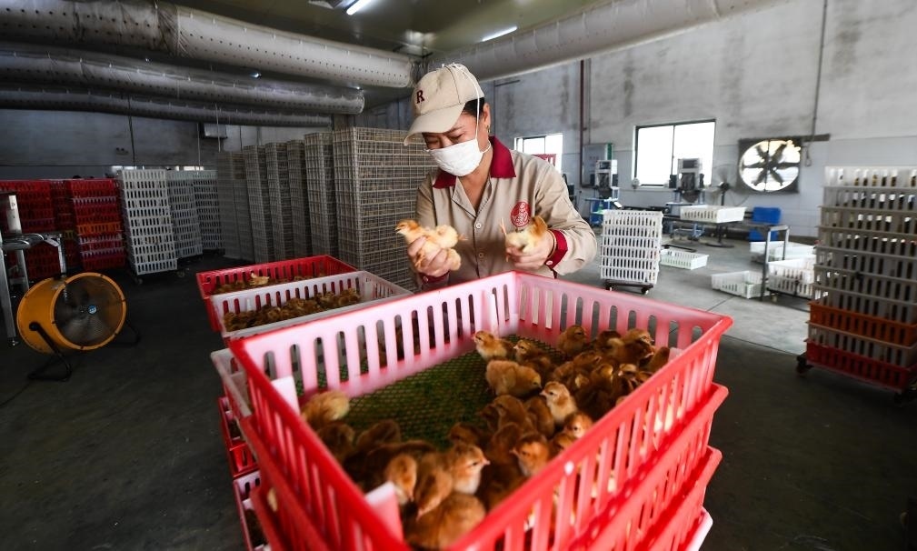 在文昌市的海南（潭牛）文昌雞股份有限公司孵化廠，工人在挑選文昌雞苗。新華社記者楊冠宇 攝