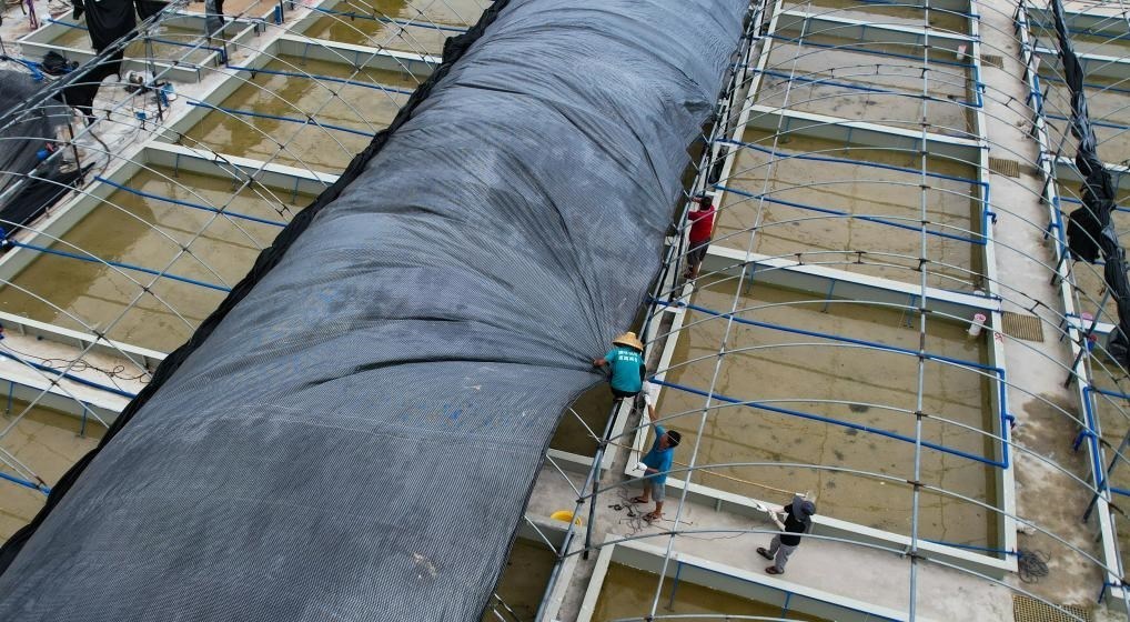 在文昌市翁田鎮(zhèn)的海興農(nóng)翁田蝦苗場，工人重新鋪設(shè)頂棚。無人機(jī)照片，新華社記者楊冠宇 攝