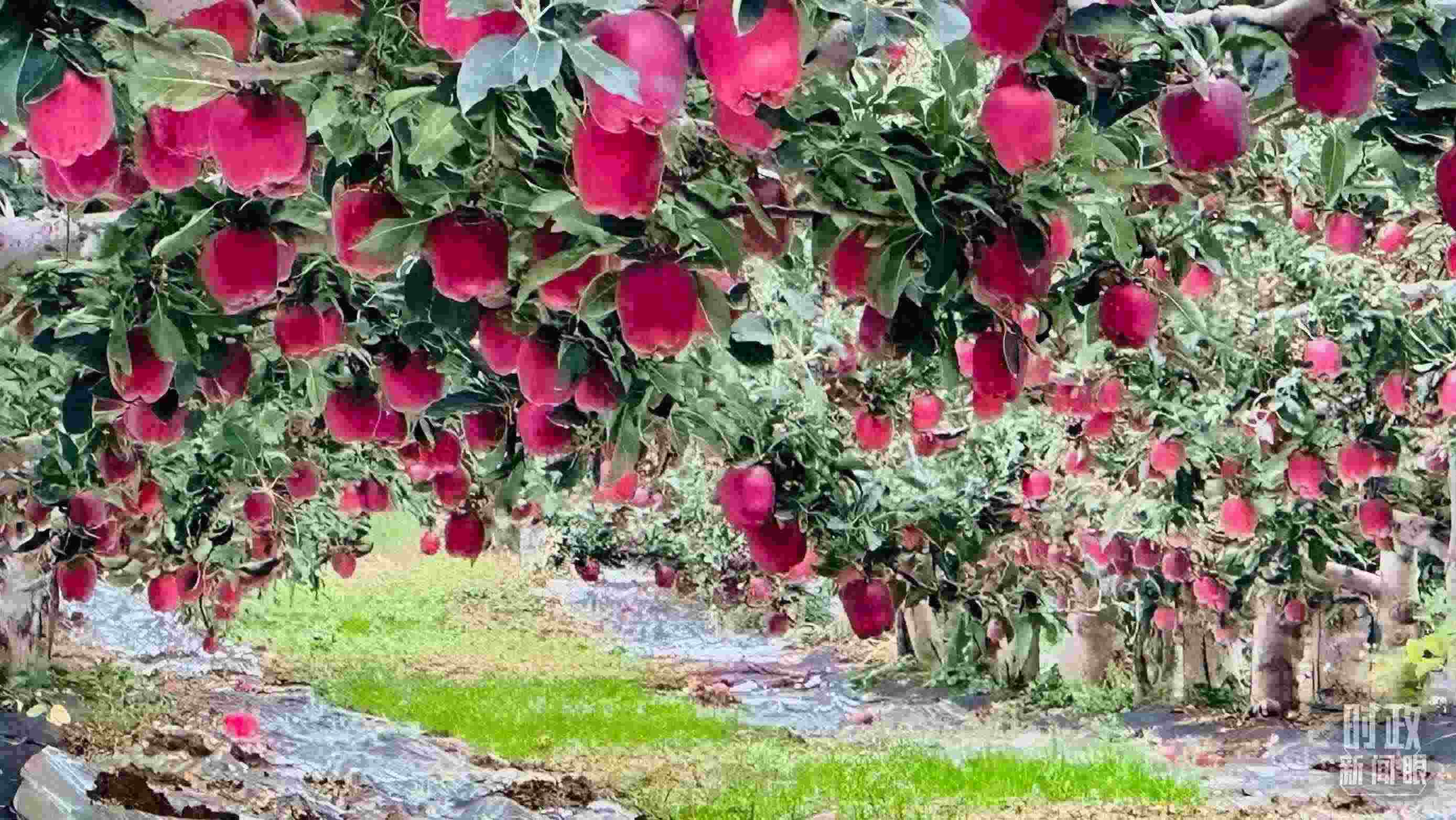 △ 麥積區(qū)南山花牛蘋果基地。（總臺(tái)央視記者范一鳴拍攝）