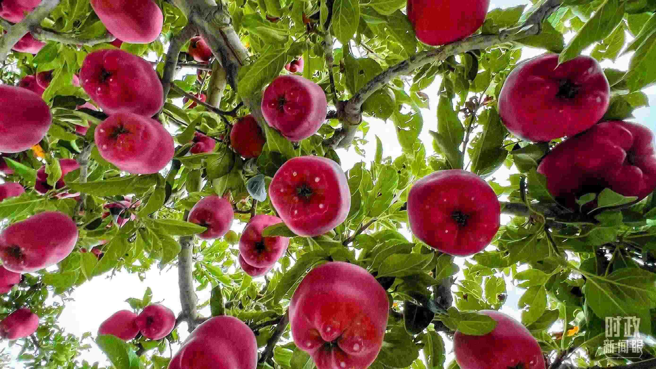 △ 麥積區(qū)南山花牛蘋果基地。（總臺(tái)央視記者程鋮拍攝）